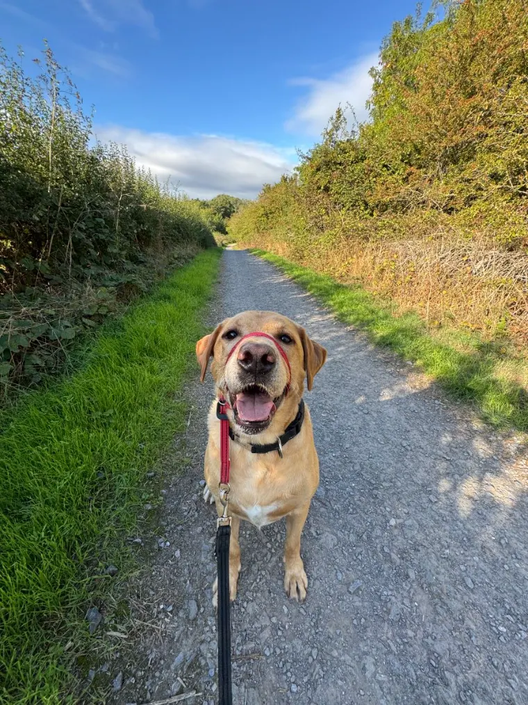 Happy Labrador sitting on a sunny countryside track near Gloucester