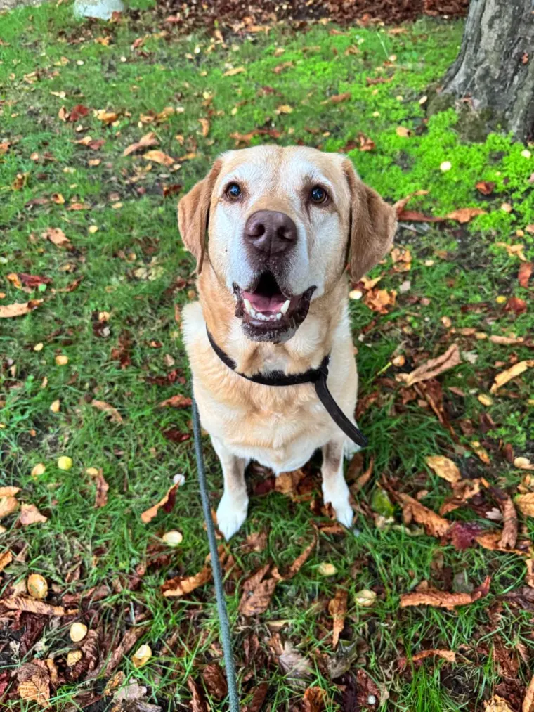 Older Labrador sitting in autumn leaves on a walk